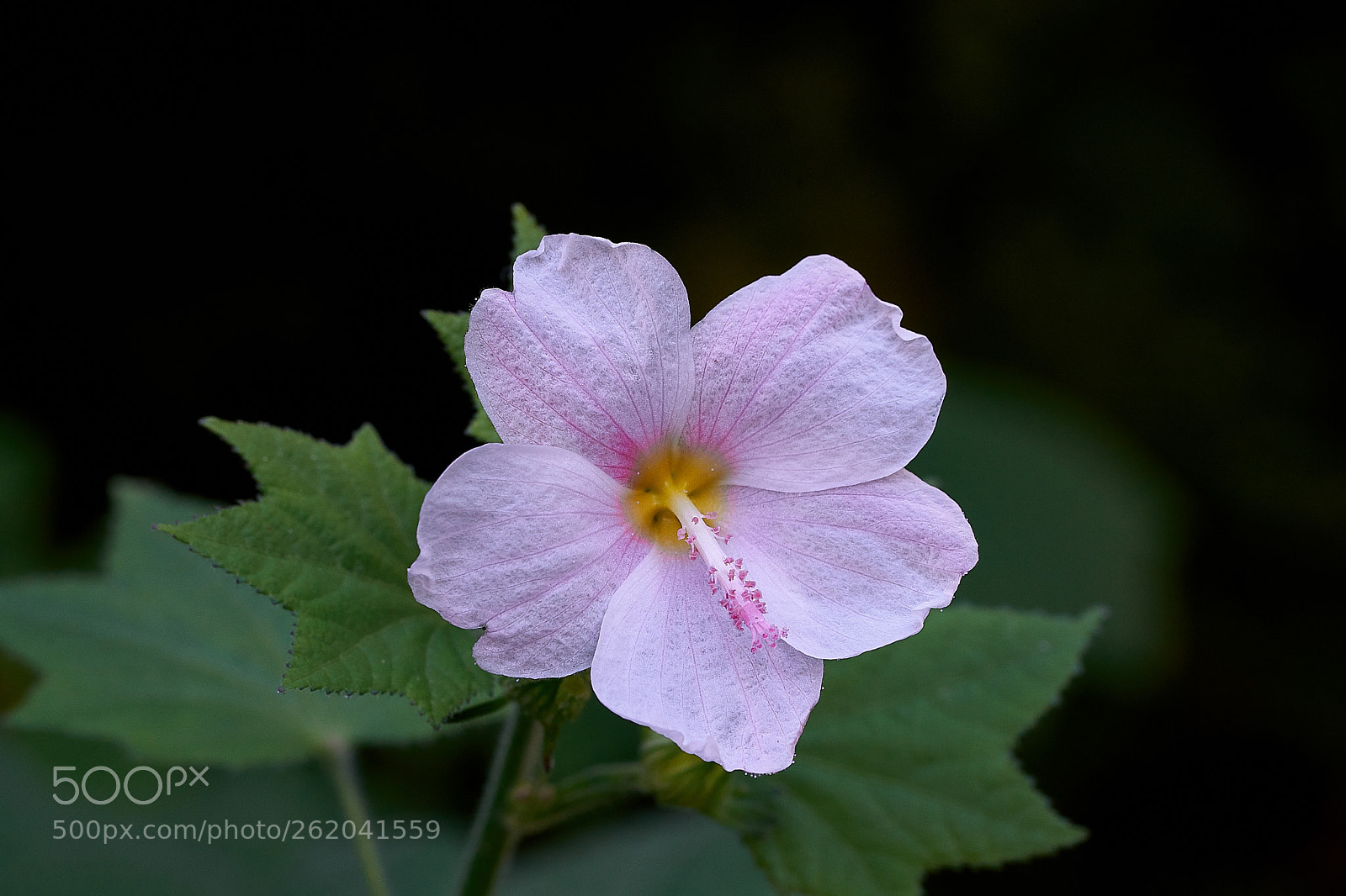 Sony a7 sample photo. Abg_180603_4 photography