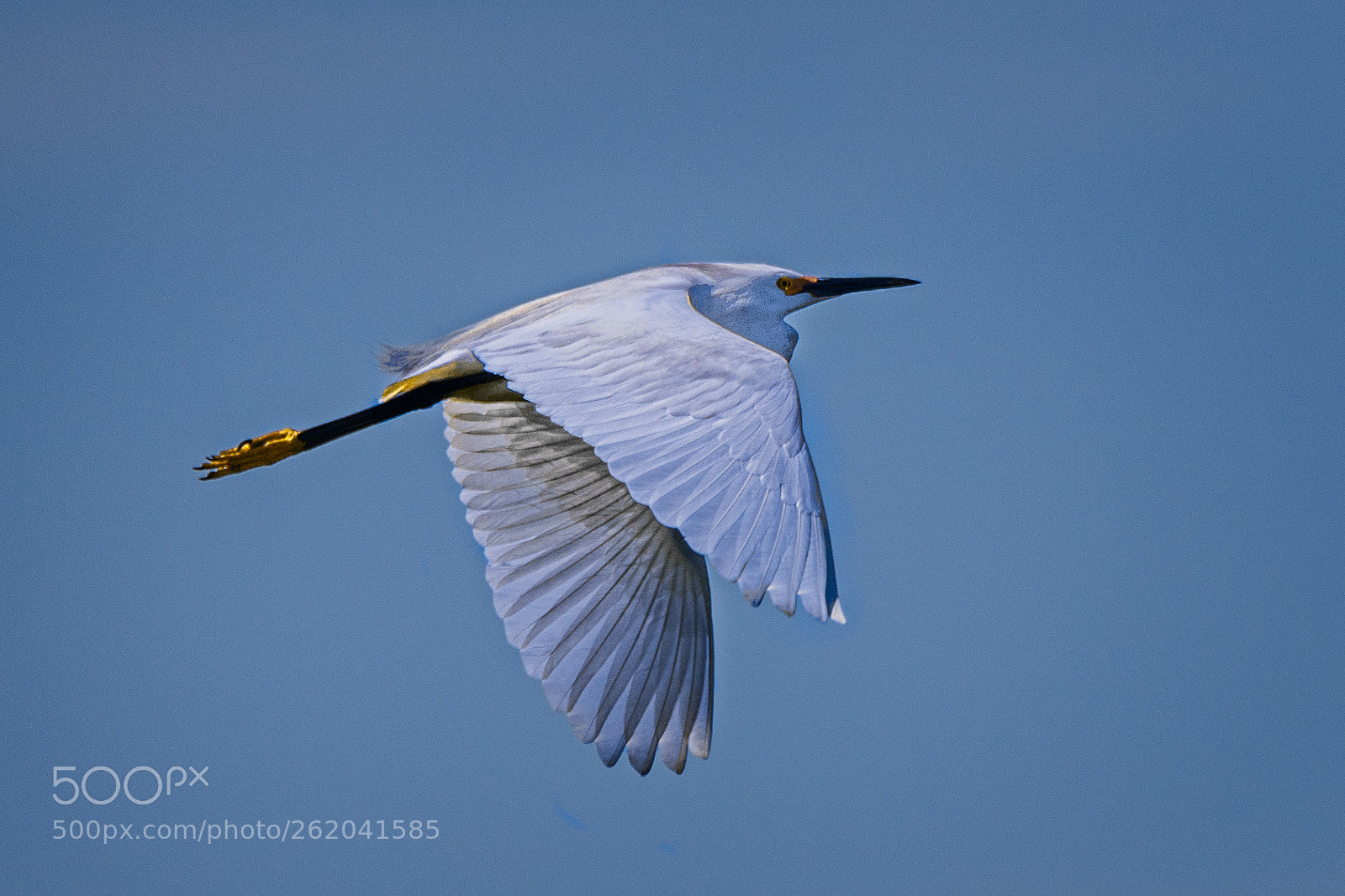 Nikon D850 sample photo. Snowy egret photography