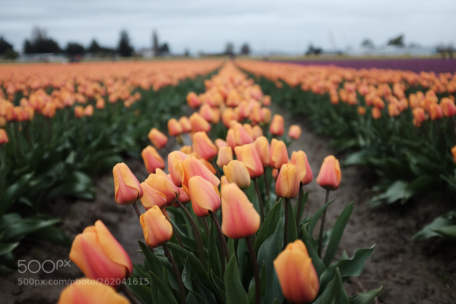 Fujifilm X100T sample photo. Tulip hedonism  photography