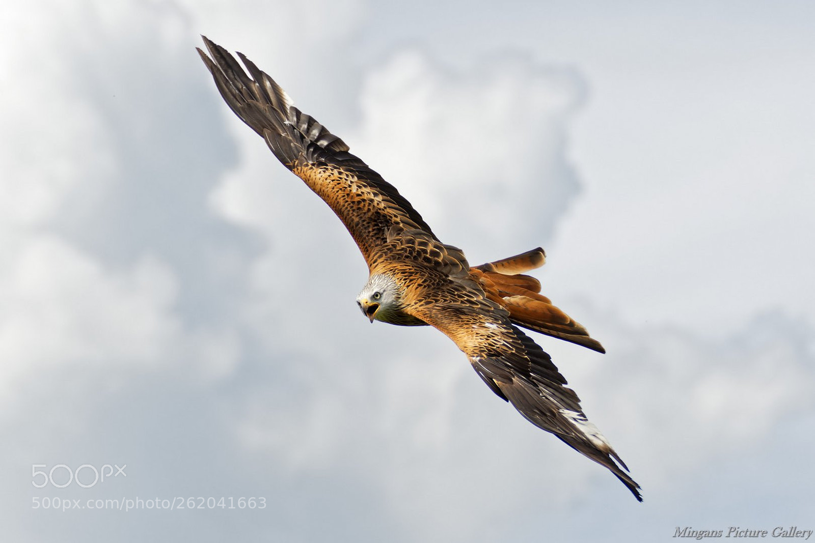 Nikon D500 sample photo. Red kite photography
