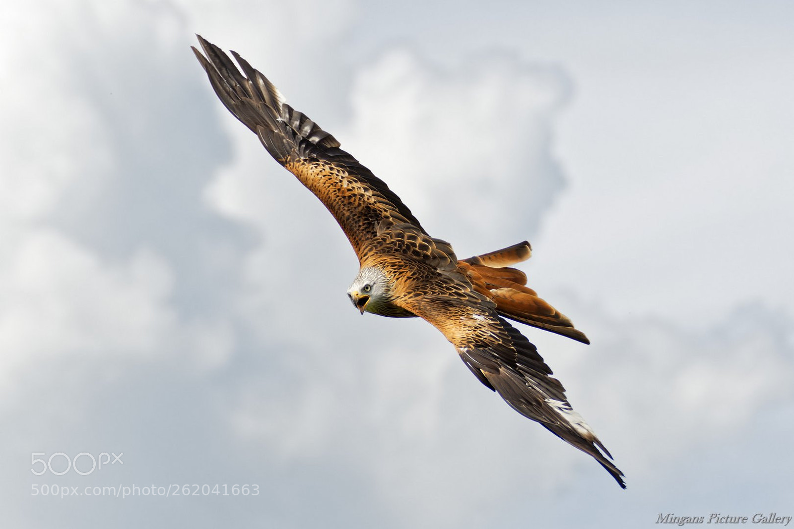 Tamron SP 70-300mm F4-5.6 Di VC USD sample photo. Red kite photography