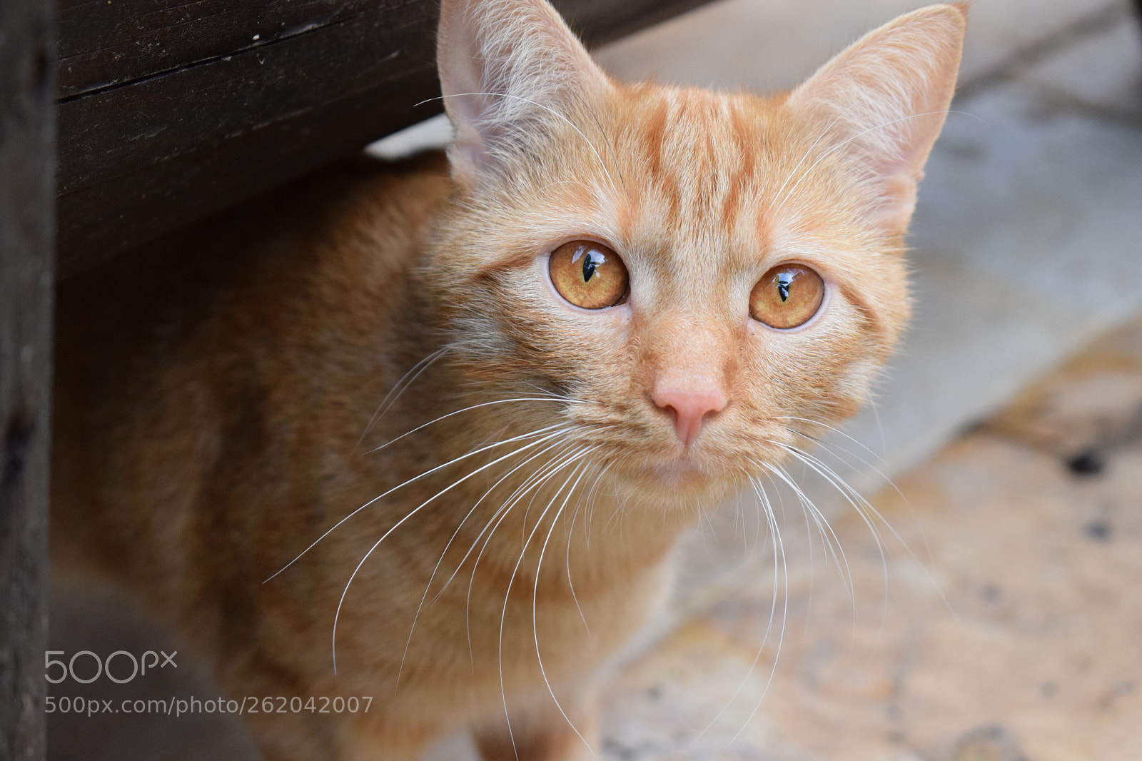 Nikon D5300 sample photo. Adorable cat photography
