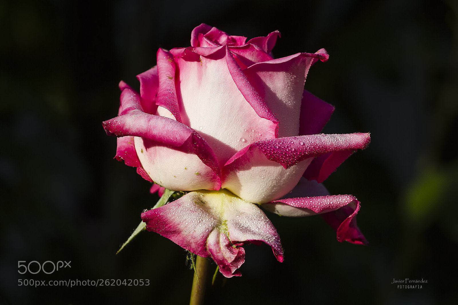 Canon EOS 7D sample photo. La rosa bonita photography
