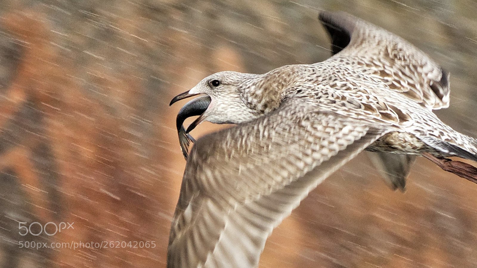 Nikon D500 sample photo. Hungry seagull photography