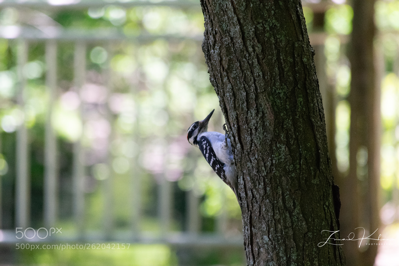 Nikon D3400 sample photo. Woodpecker  photography