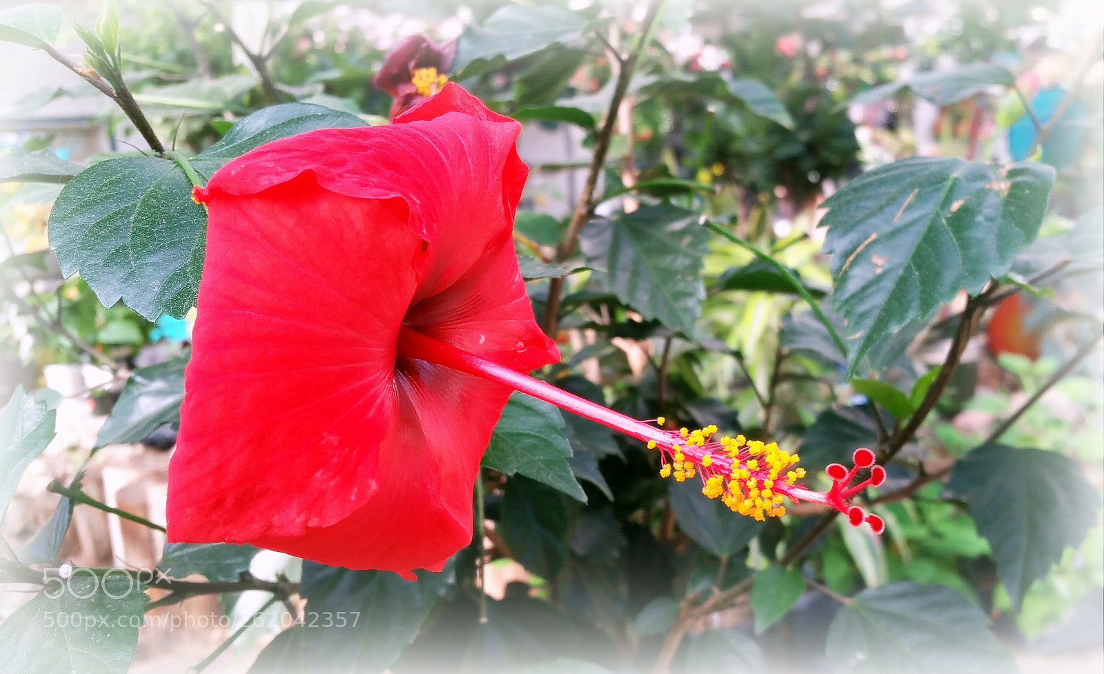 Samsung Galaxy Note4 sample photo. Boom bloom photography