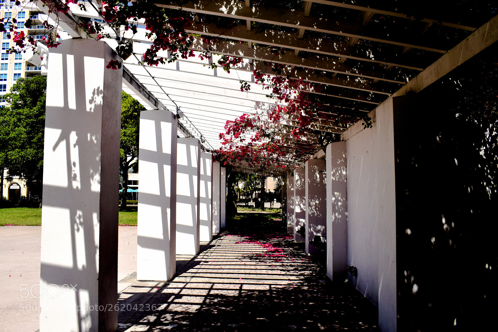 Nikon D5300 sample photo. Rose arch photography