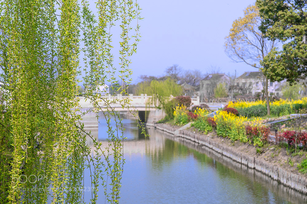 Sony a99 II sample photo. 绿柳涤青溪 photography
