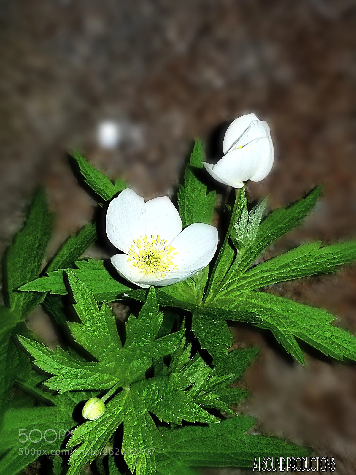 Samsung Galaxy S8+ sample photo. Untitled photography