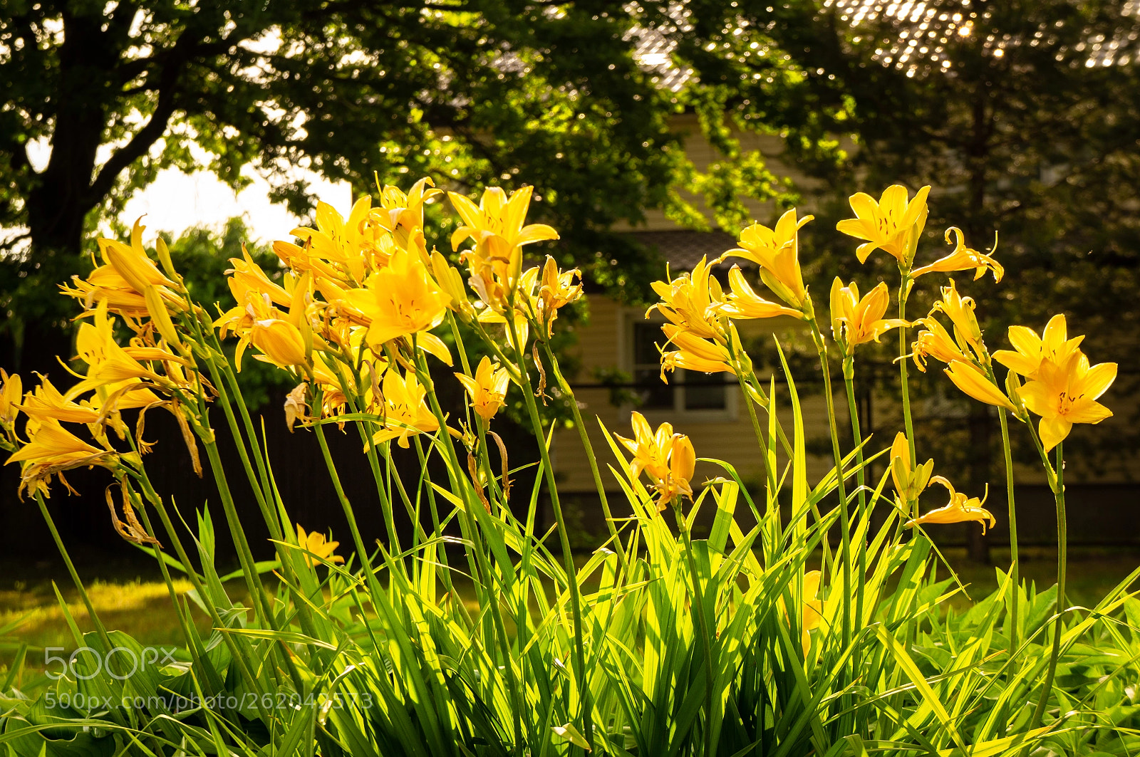 Sony Alpha NEX-F3 sample photo. Dsc photography