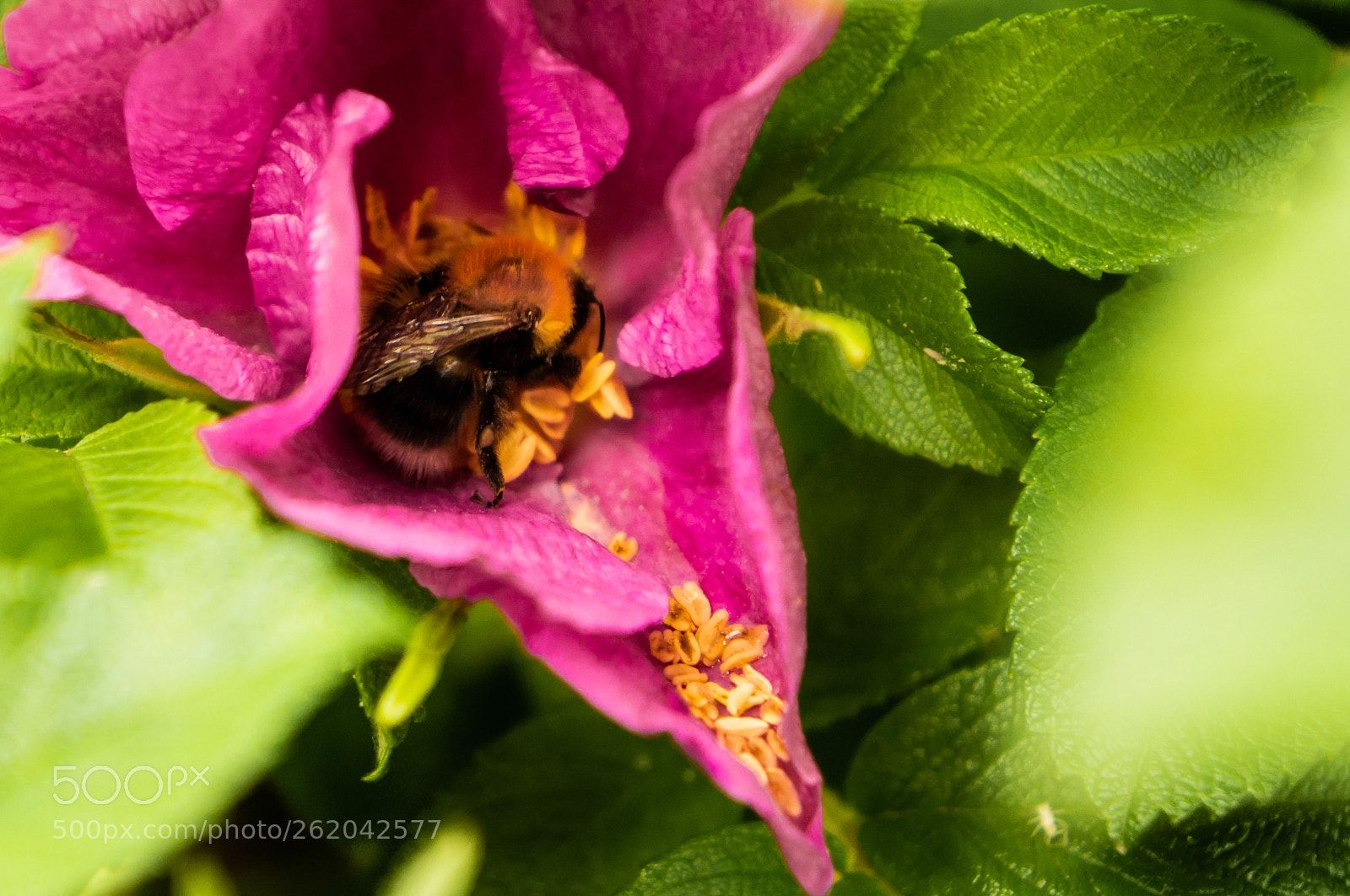Sony Alpha NEX-F3 sample photo. Dsc photography