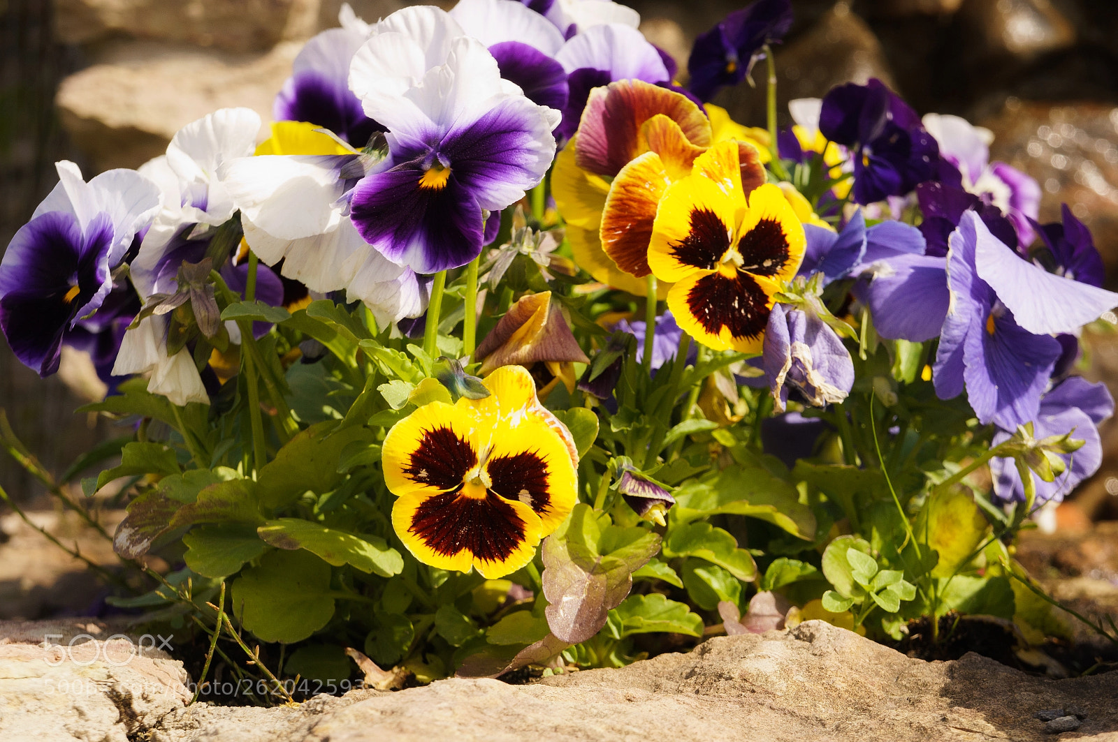 Sony Alpha NEX-F3 sample photo. Dsc photography