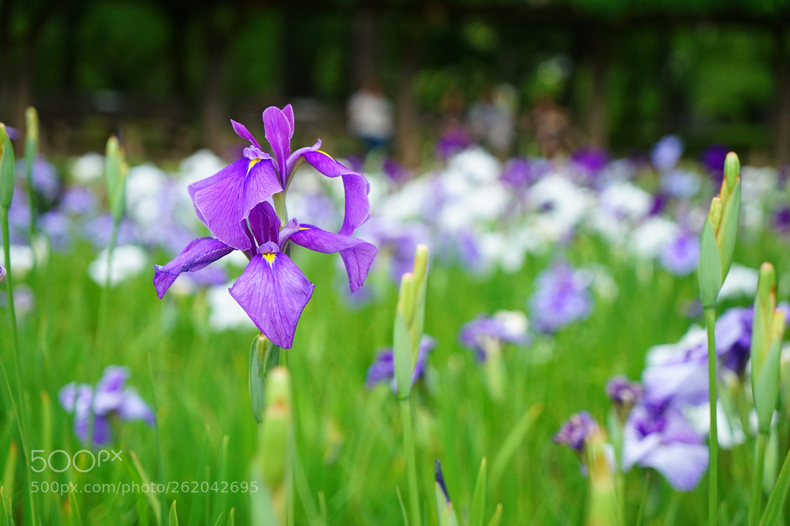 Sony a7 sample photo. Purle irris photography