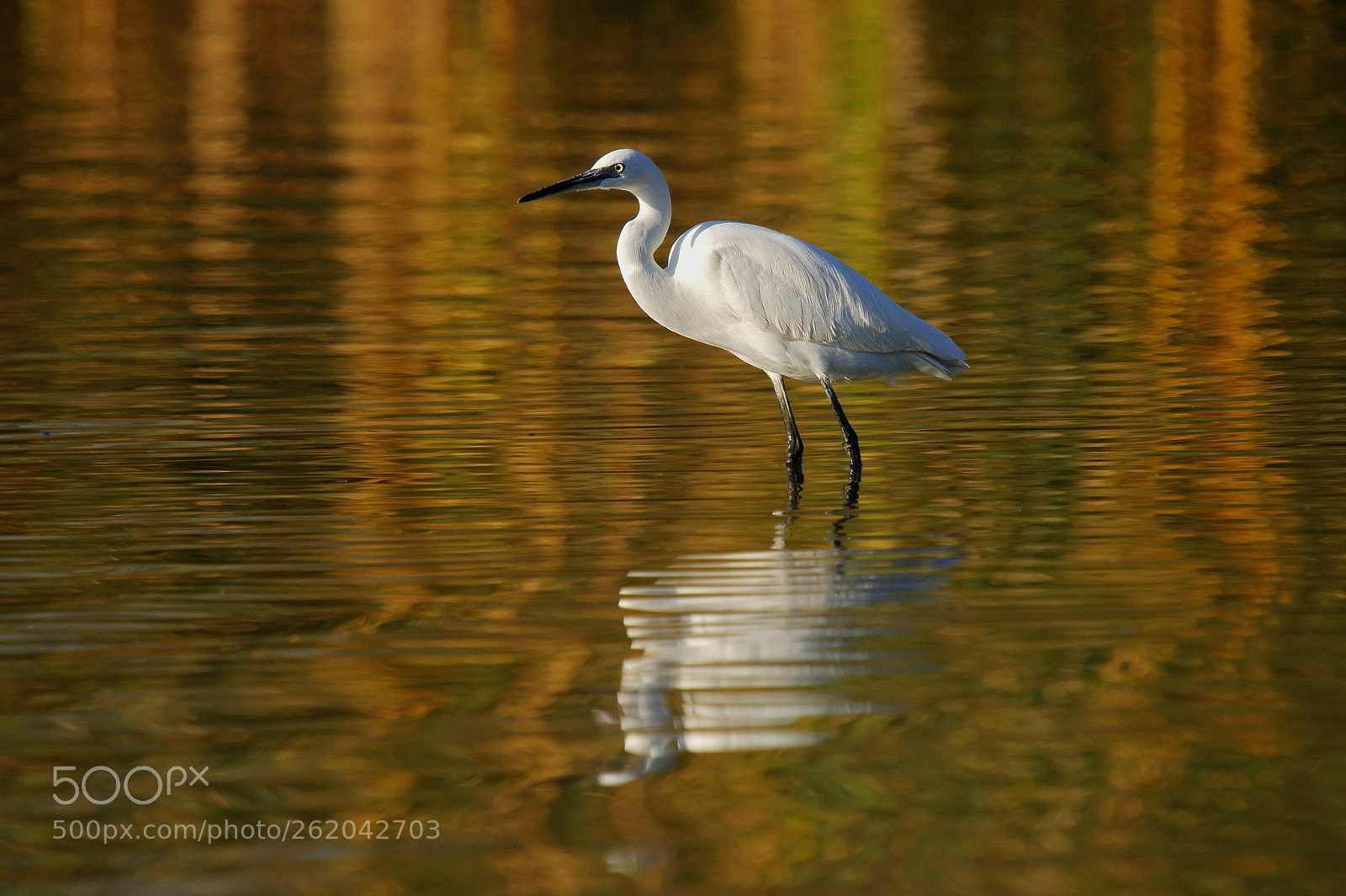 Sony Alpha DSLR-A350 sample photo. Little egret egretta garzetta photography