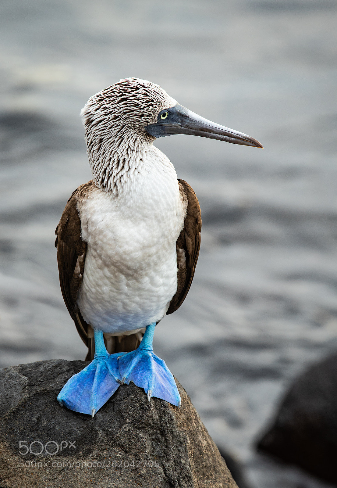 Canon EOS-1D X Mark II sample photo. Blue footed boobie photography