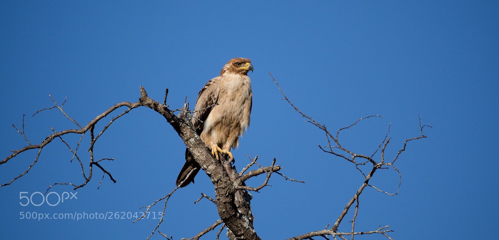 Olympus OM-D E-M10 II sample photo. Raptor photography