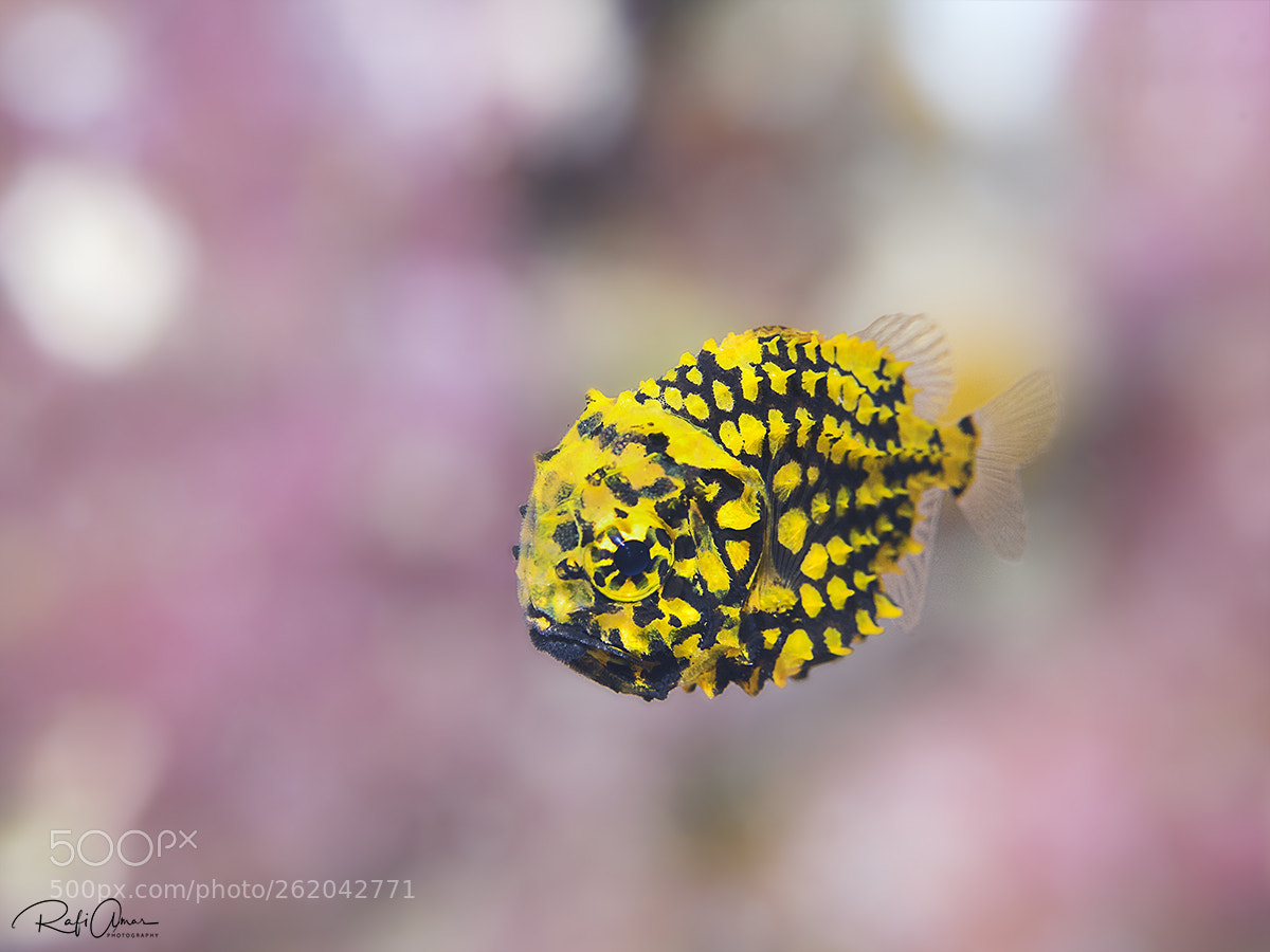 Olympus OM-D E-M1 sample photo. Pineapple fish ? + ? ? photography