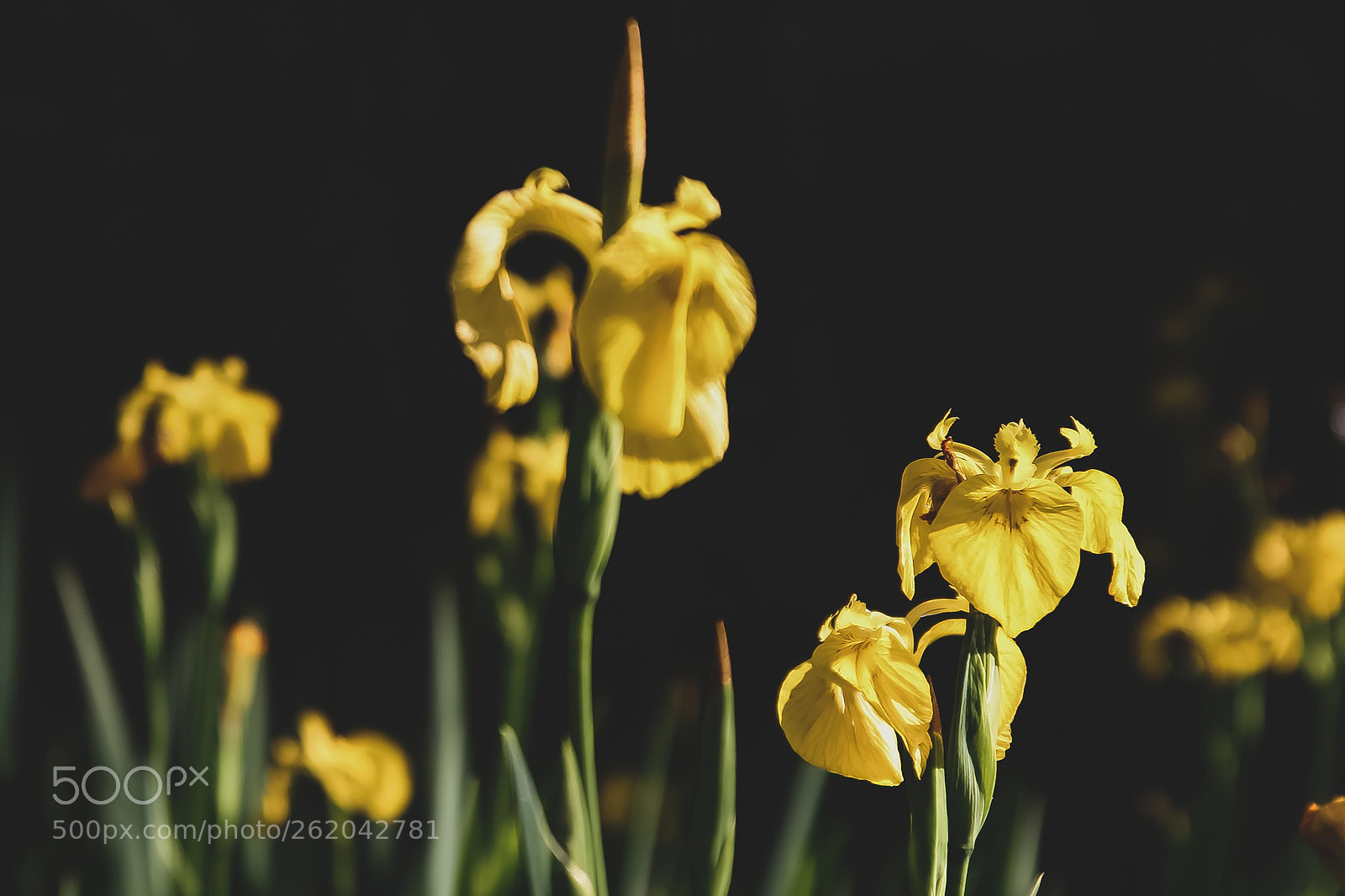 Canon EOS 77D (EOS 9000D / EOS 770D) sample photo. Yellow flowers, glowing in photography