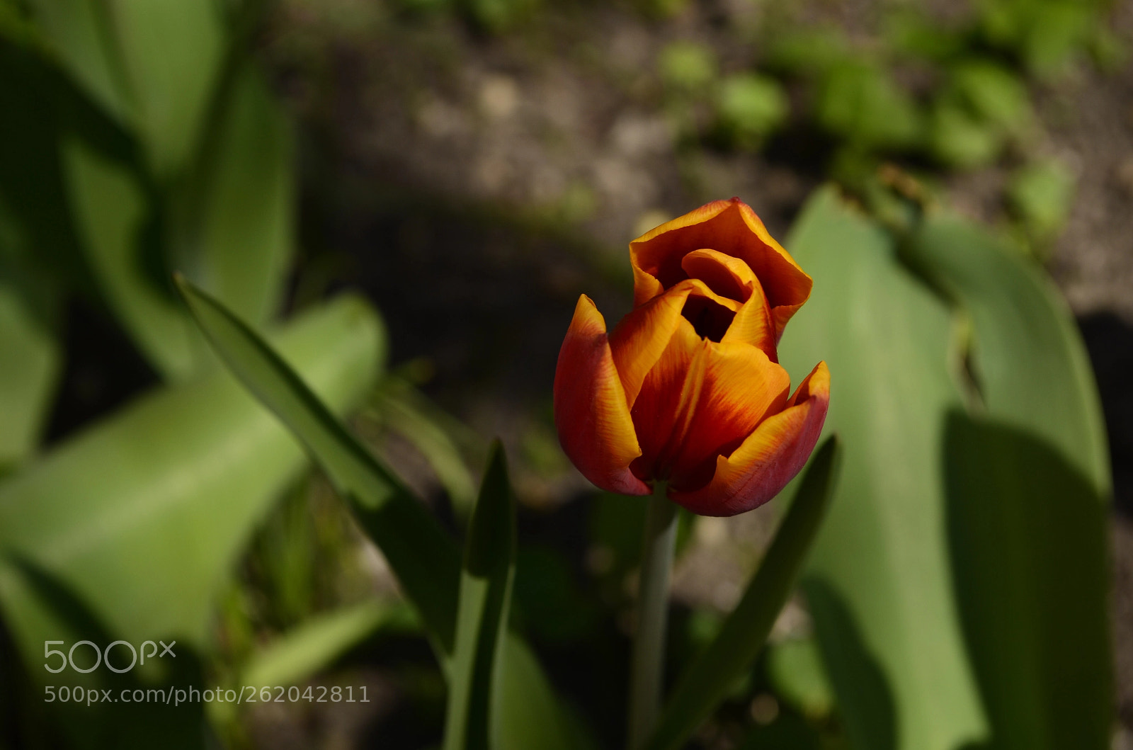 Nikon D5100 sample photo. Flower  photography