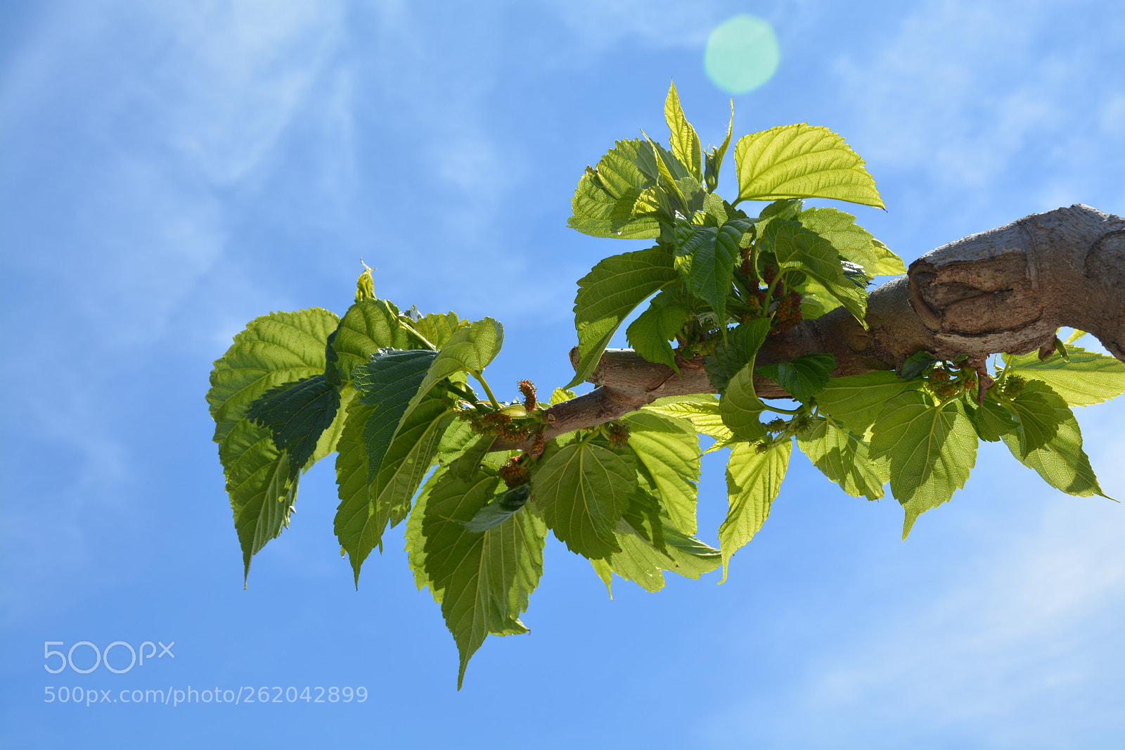 Nikon D5200 sample photo. Untitled photography