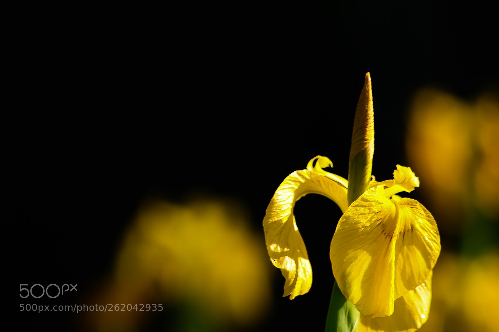 Canon EOS 77D (EOS 9000D / EOS 770D) sample photo. Yellow flowers, glowing in photography