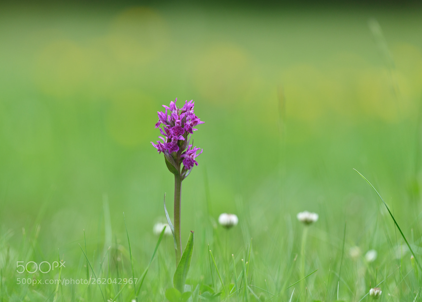 Fujifilm GFX 50S sample photo. Summer meadow photography
