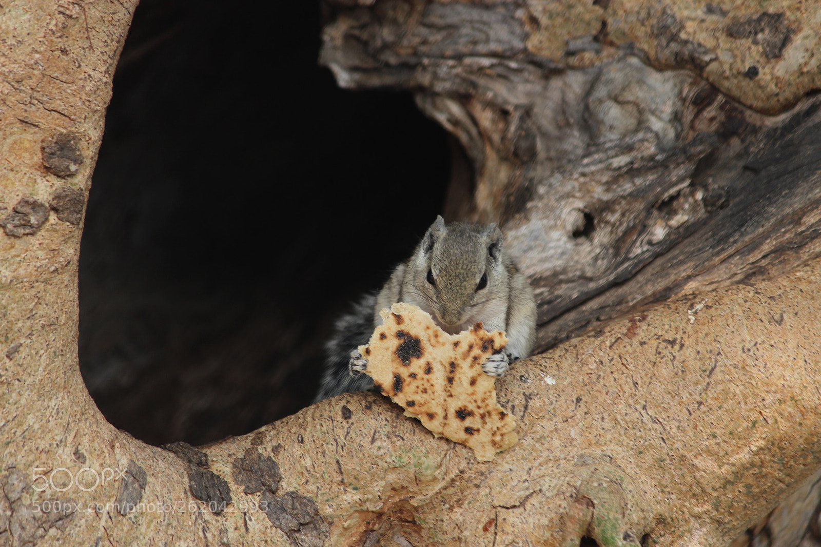 Canon EOS 1200D (EOS Rebel T5 / EOS Kiss X70 / EOS Hi) sample photo. The squirrel  photography