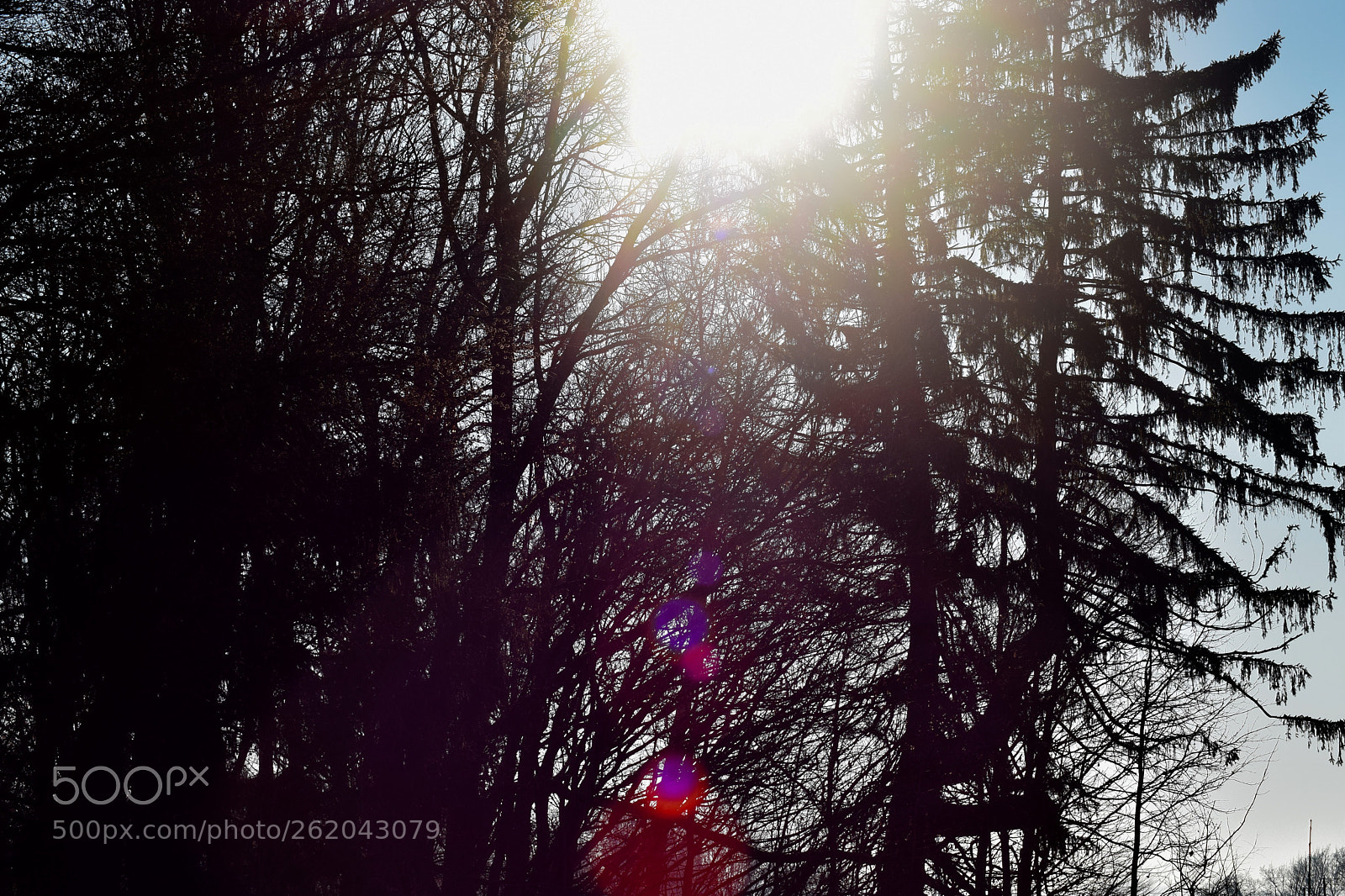 Nikon D5300 sample photo. Sun lighted forest photography