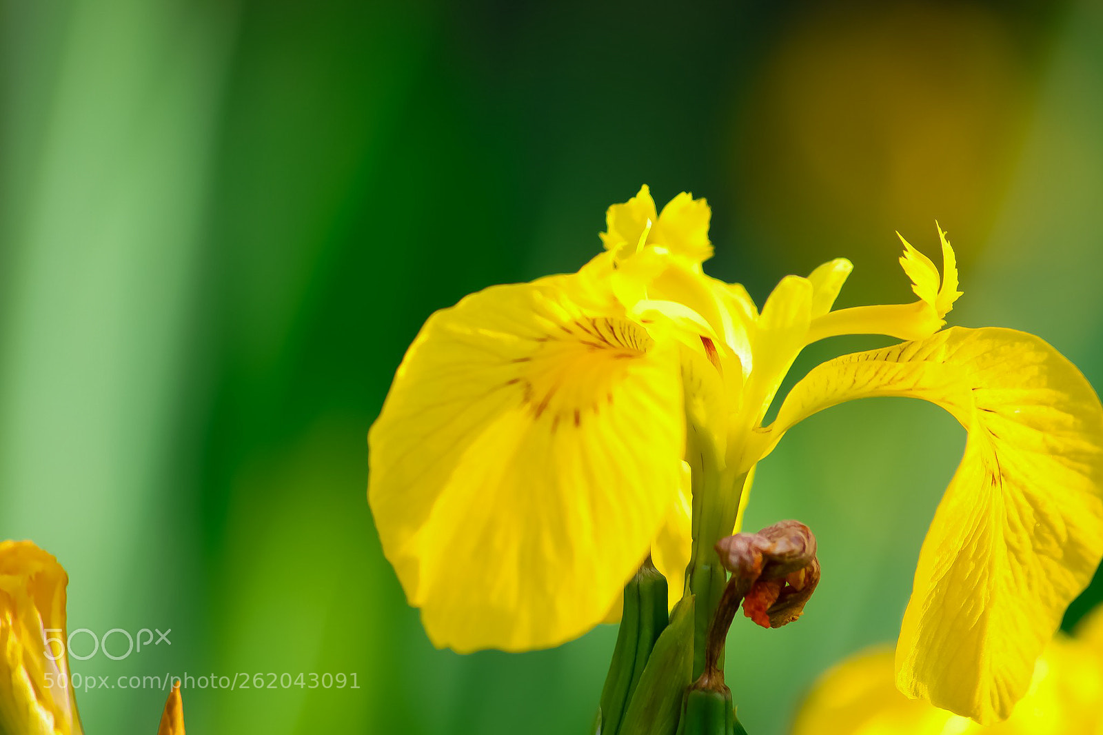 Canon EOS 77D (EOS 9000D / EOS 770D) sample photo. Yellow flowers, glowing in photography