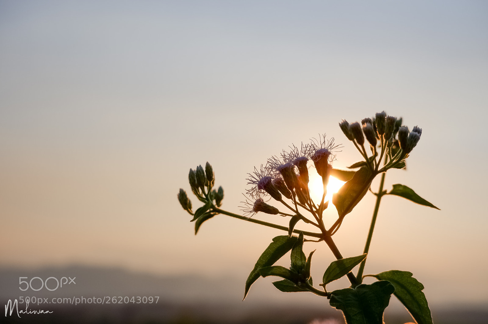 Fujifilm X-A5 sample photo. Flowers photography