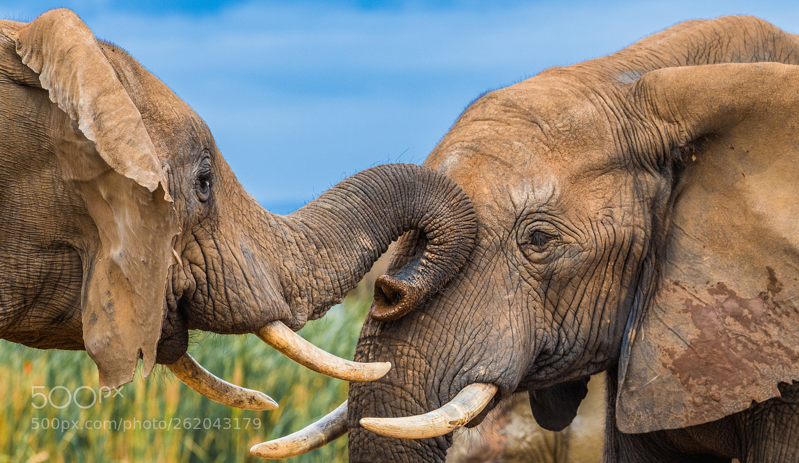 Nikon D5 sample photo. Elephant greetings photography