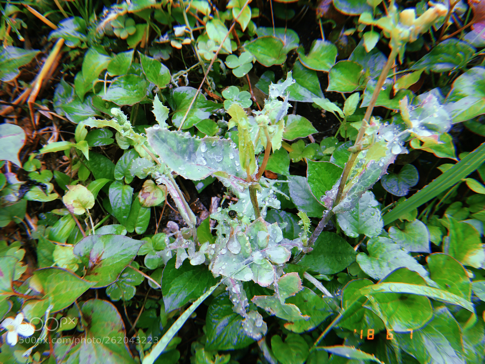 Apple iPhone sample photo. Leaf photography