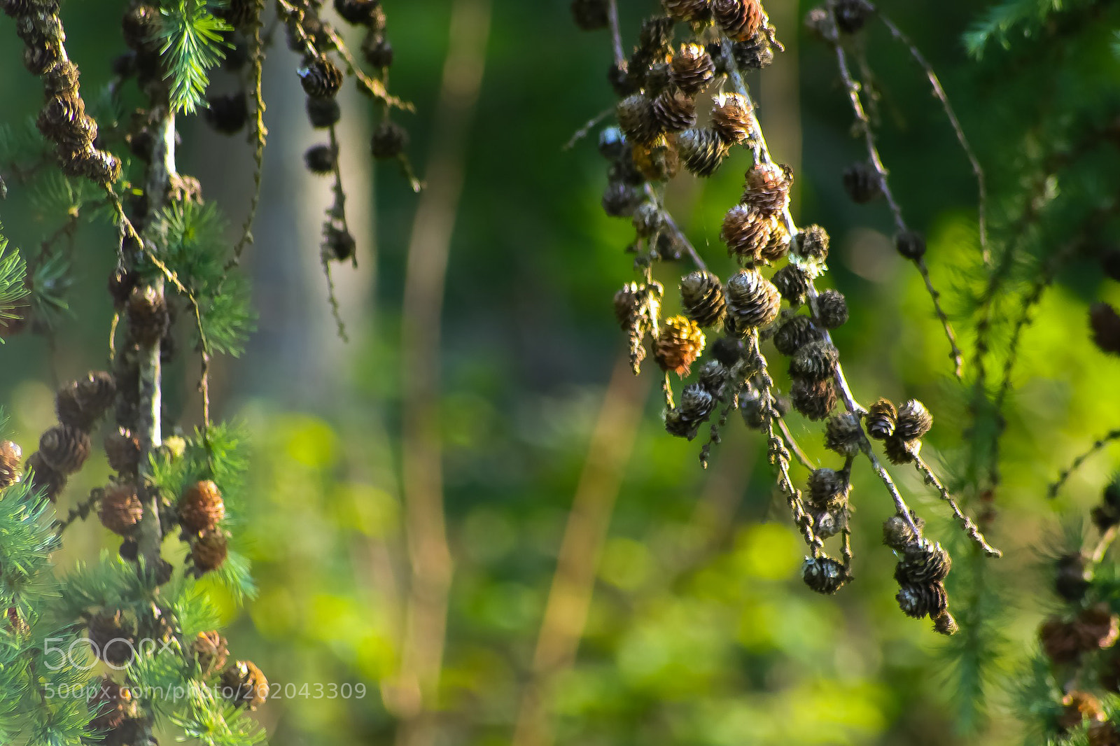 Canon EOS 77D (EOS 9000D / EOS 770D) sample photo. Pinecone 'waterfall' photography