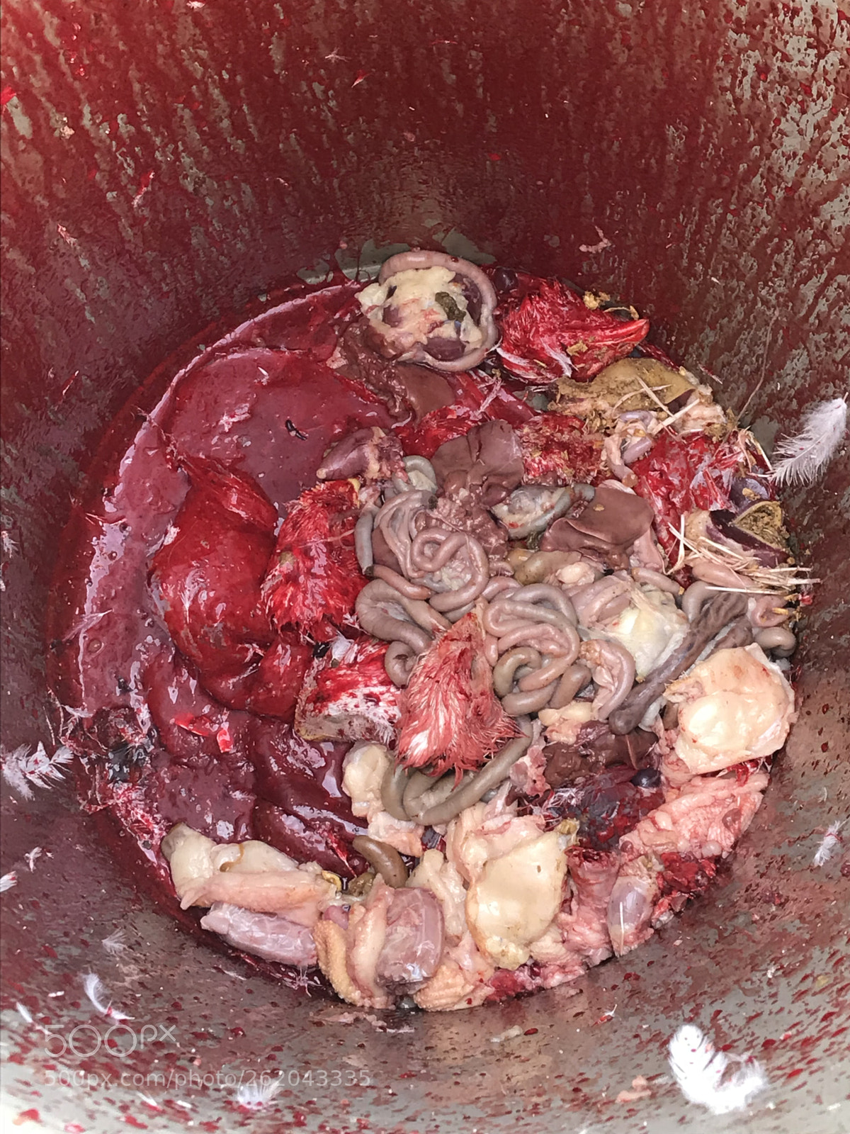 Apple iPhone 7 sample photo. Butchering chickens this bucket photography