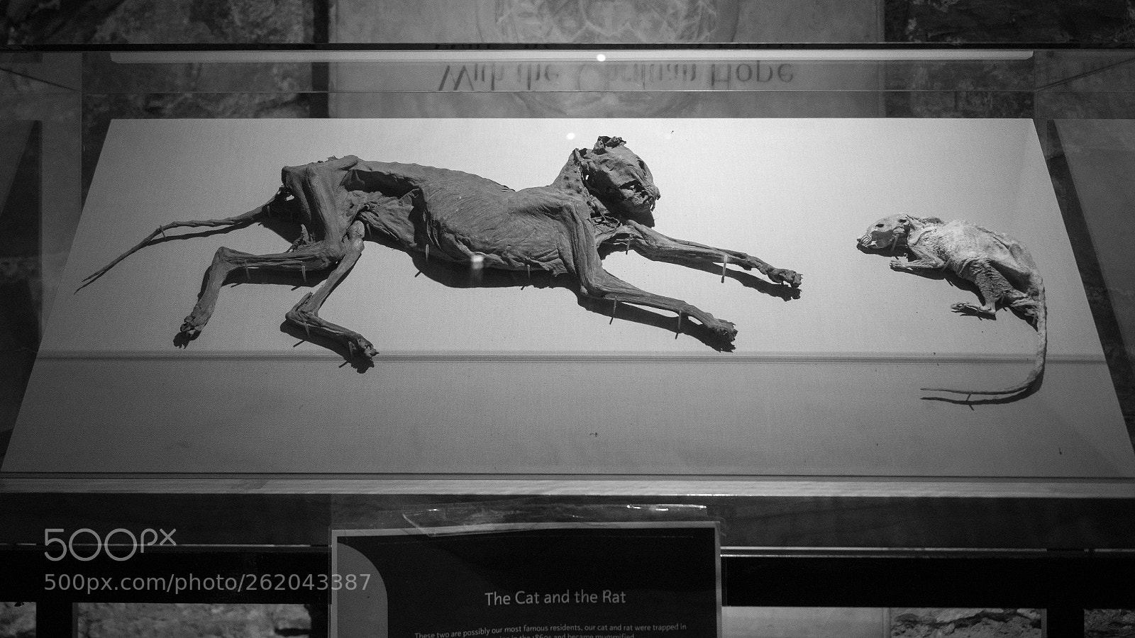 Olympus OM-D E-M1 Mark II sample photo. The cat and the photography