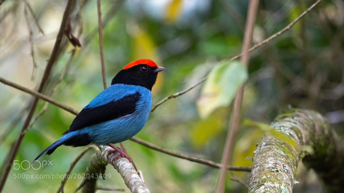 Canon EOS 60D sample photo. Swallow-tailed manakin photography
