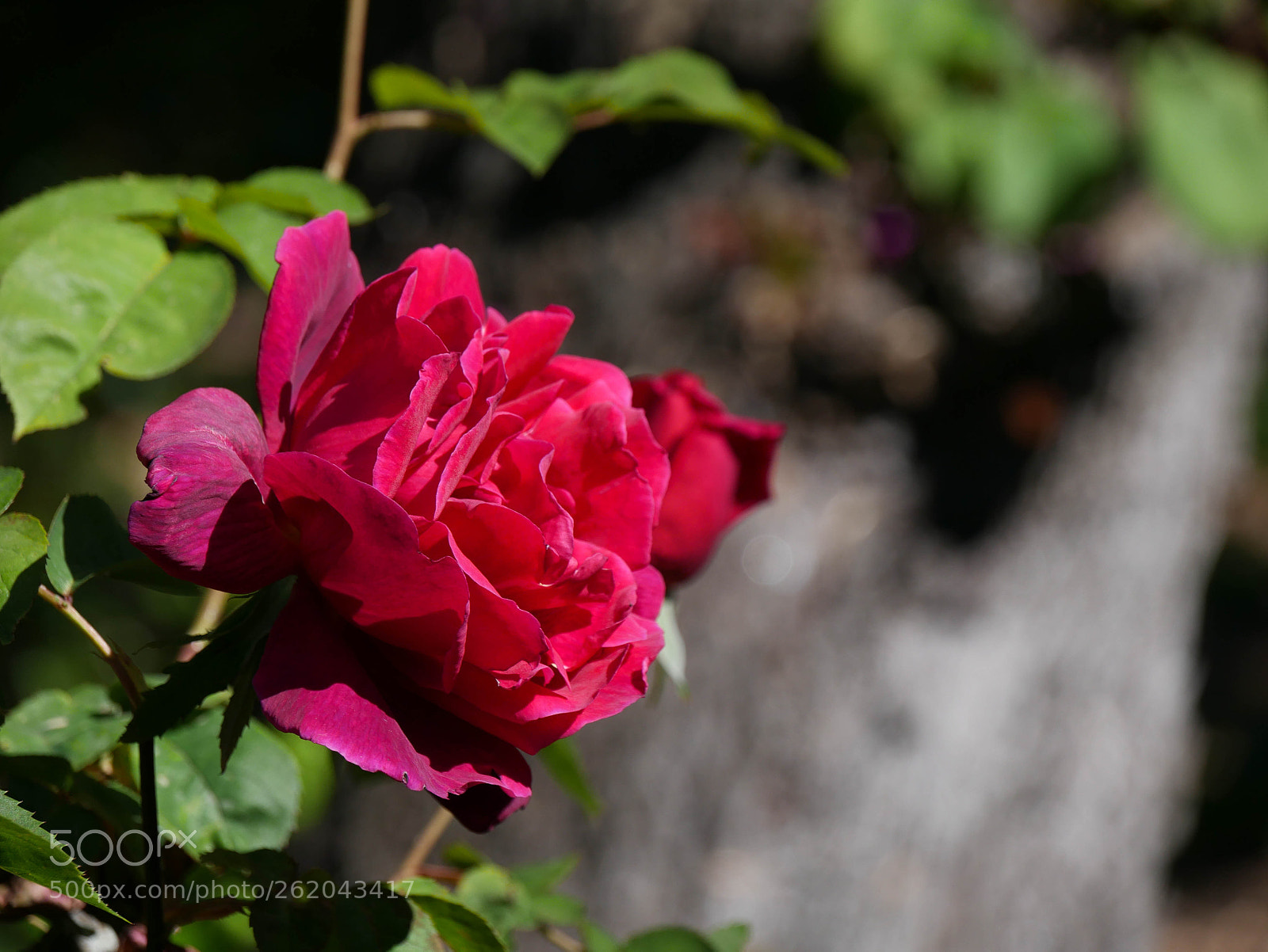 Panasonic Lumix DMC-G7 sample photo. Annie photography