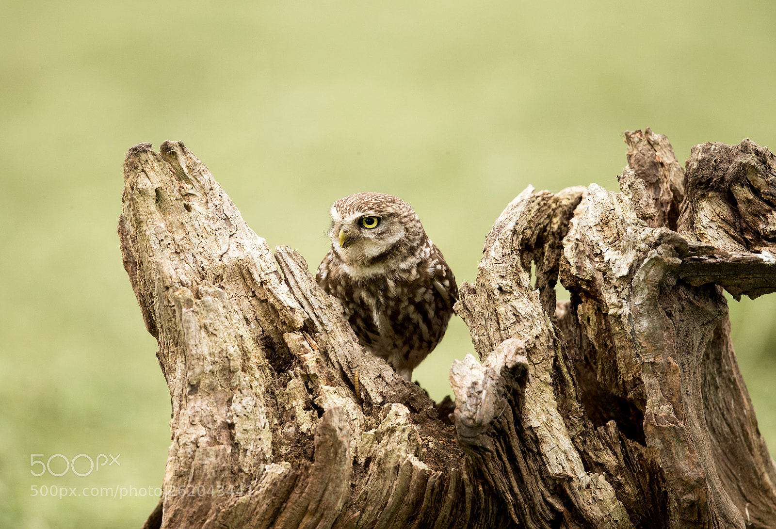 Canon EOS-1D X Mark II sample photo. Screech owl 3 photography
