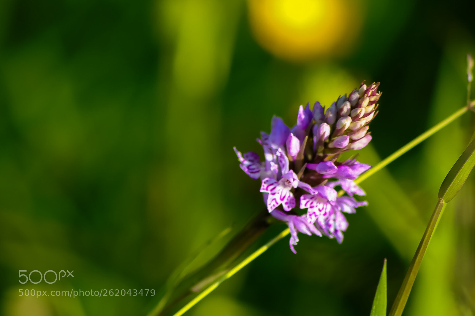 Canon EOS 77D (EOS 9000D / EOS 770D) sample photo. Purple patterns photography