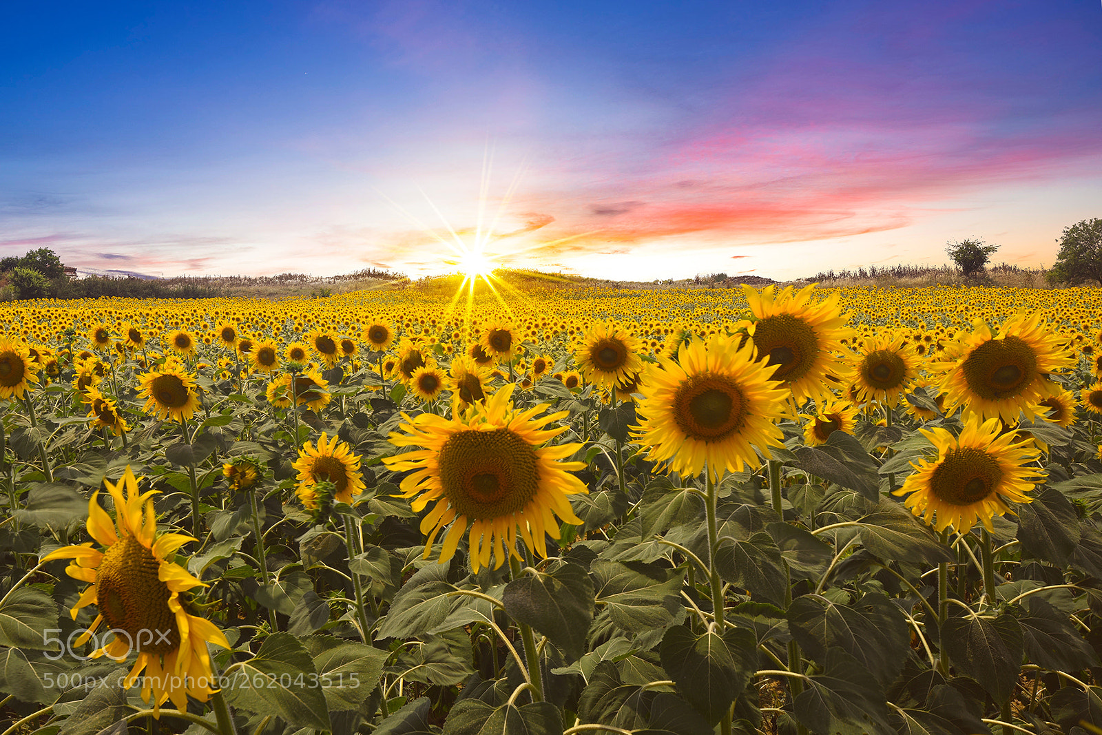 Nikon D810 sample photo. Sunset over sunflowers photography