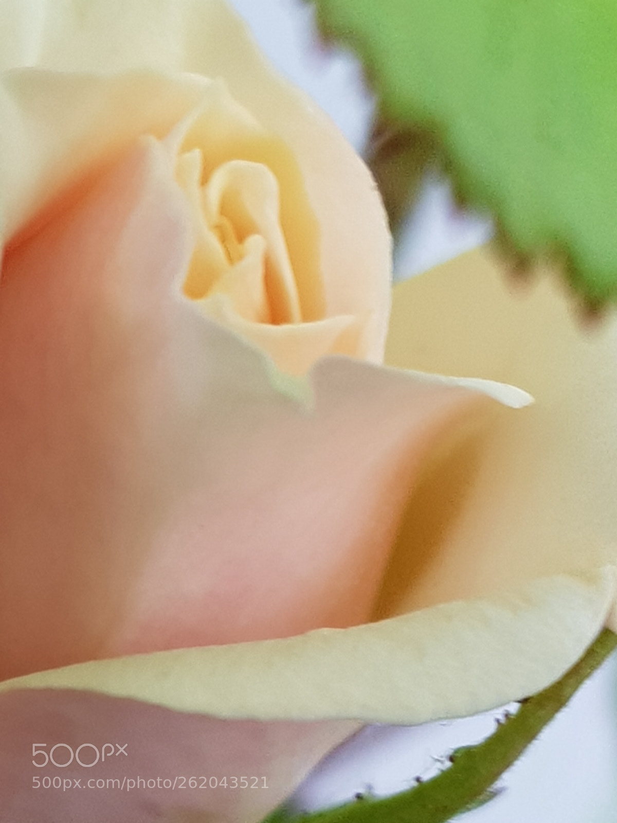 Samsung Galaxy S8 sample photo. Just a rose photography