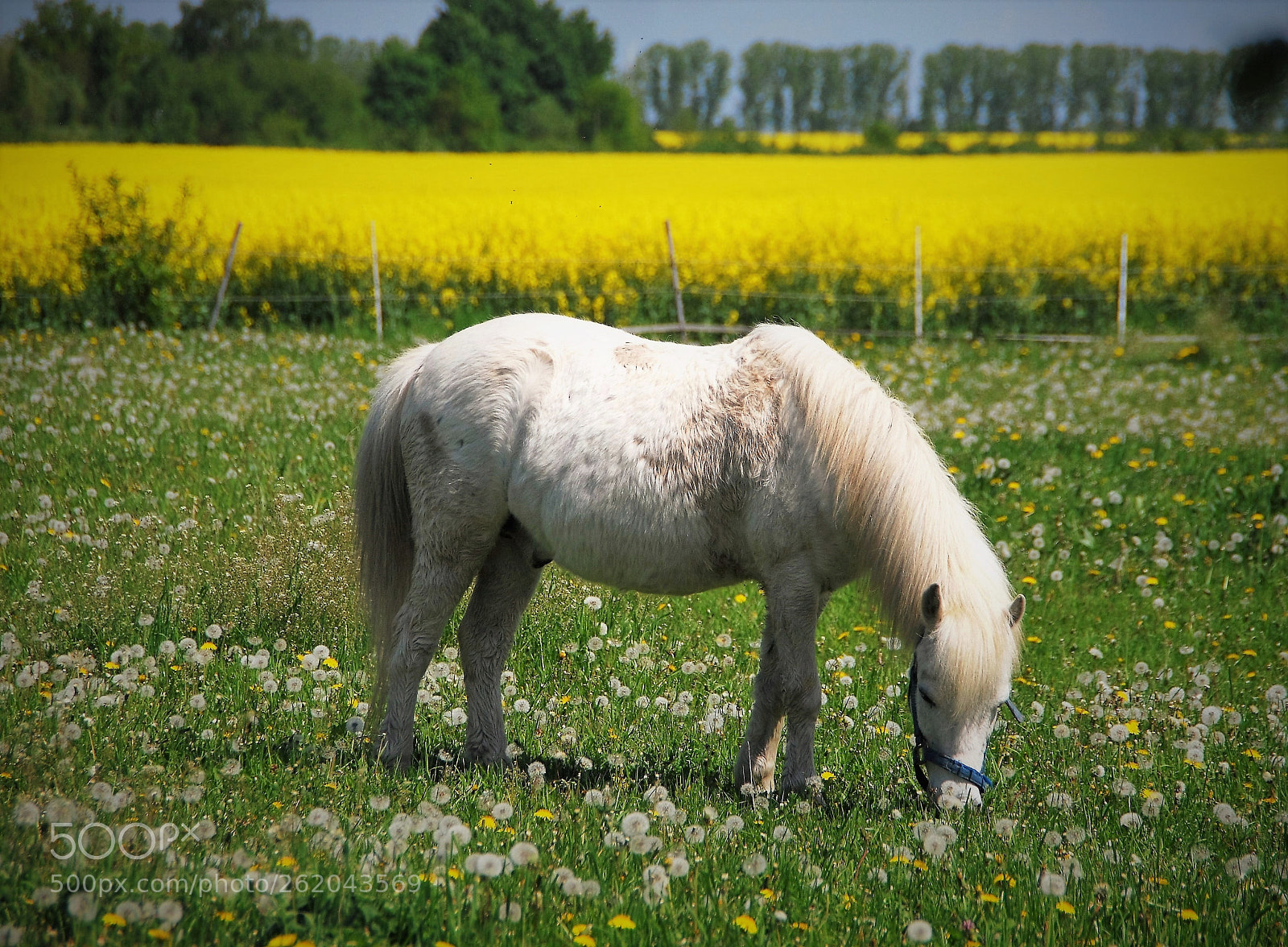 Nikon D40X sample photo. Peaceful photography