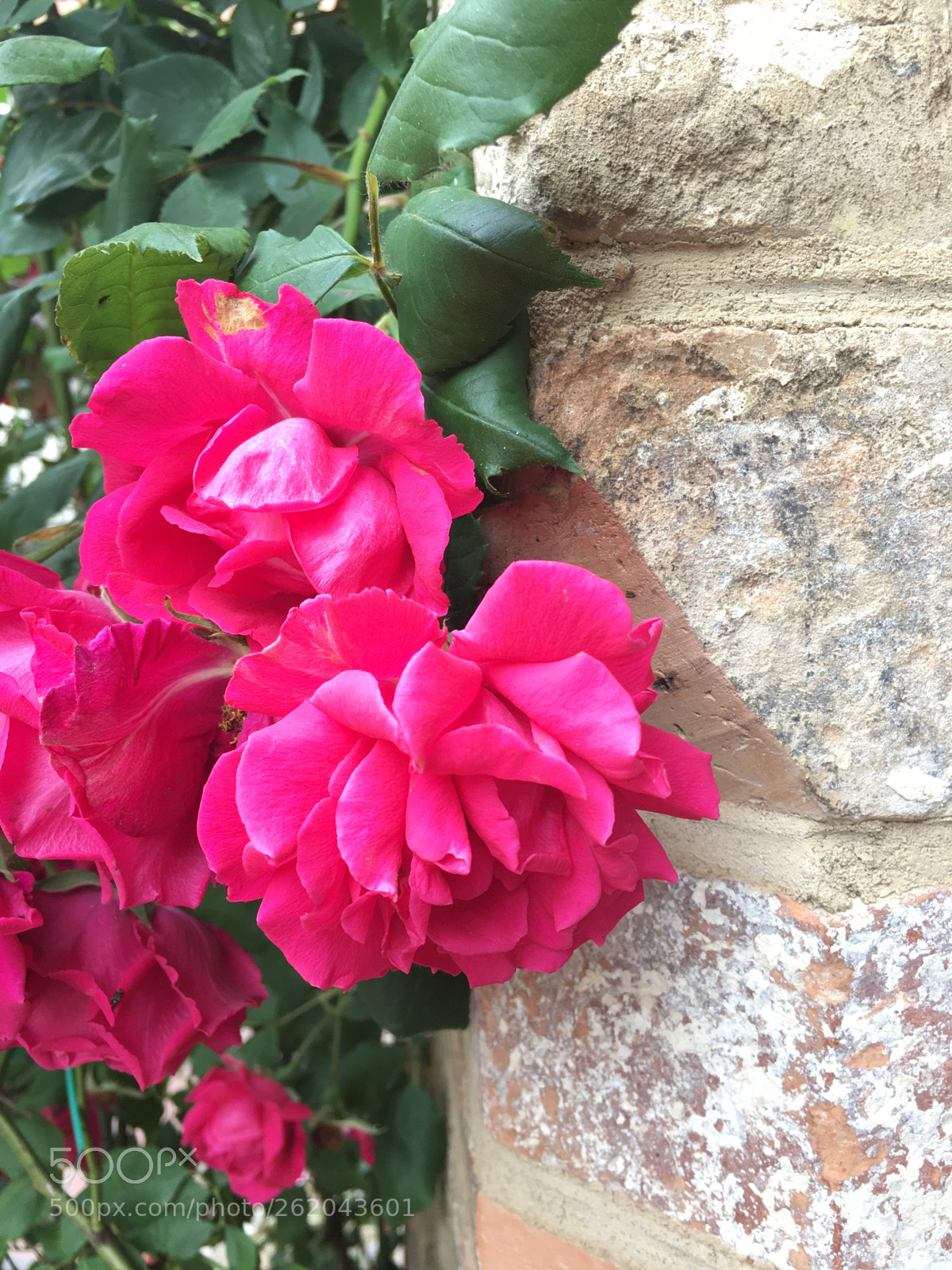 Apple iPhone 6s Plus sample photo. Untitled photography