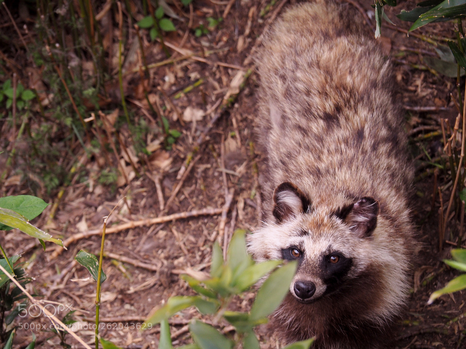 Olympus OM-D E-M5 II sample photo. Raccoon dog at higashiyama photography