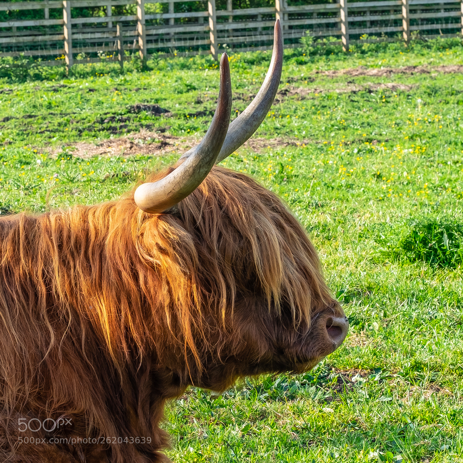Fujifilm X-T1 sample photo. "highland cow portrait" photography