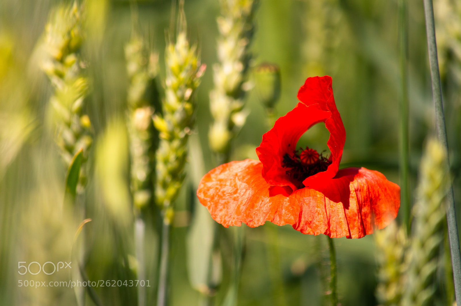 Nikon D3200 sample photo. Poppy in wheat field. photography