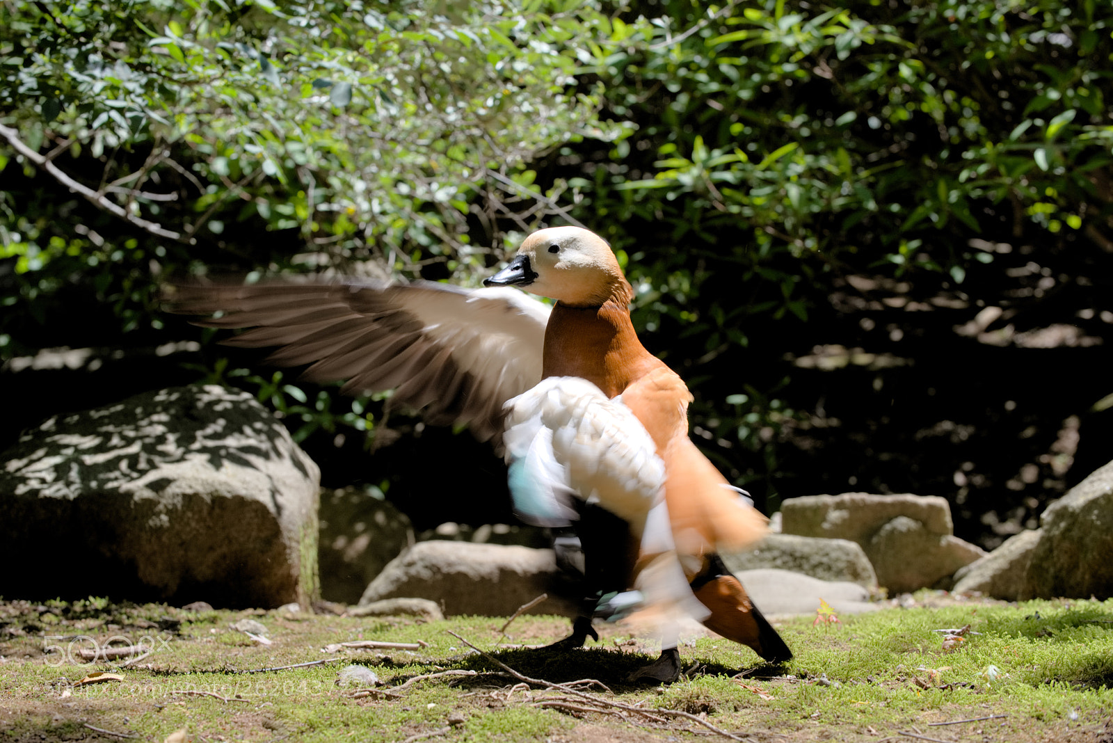 Nikon D810 sample photo. Expart of kung fu... photography