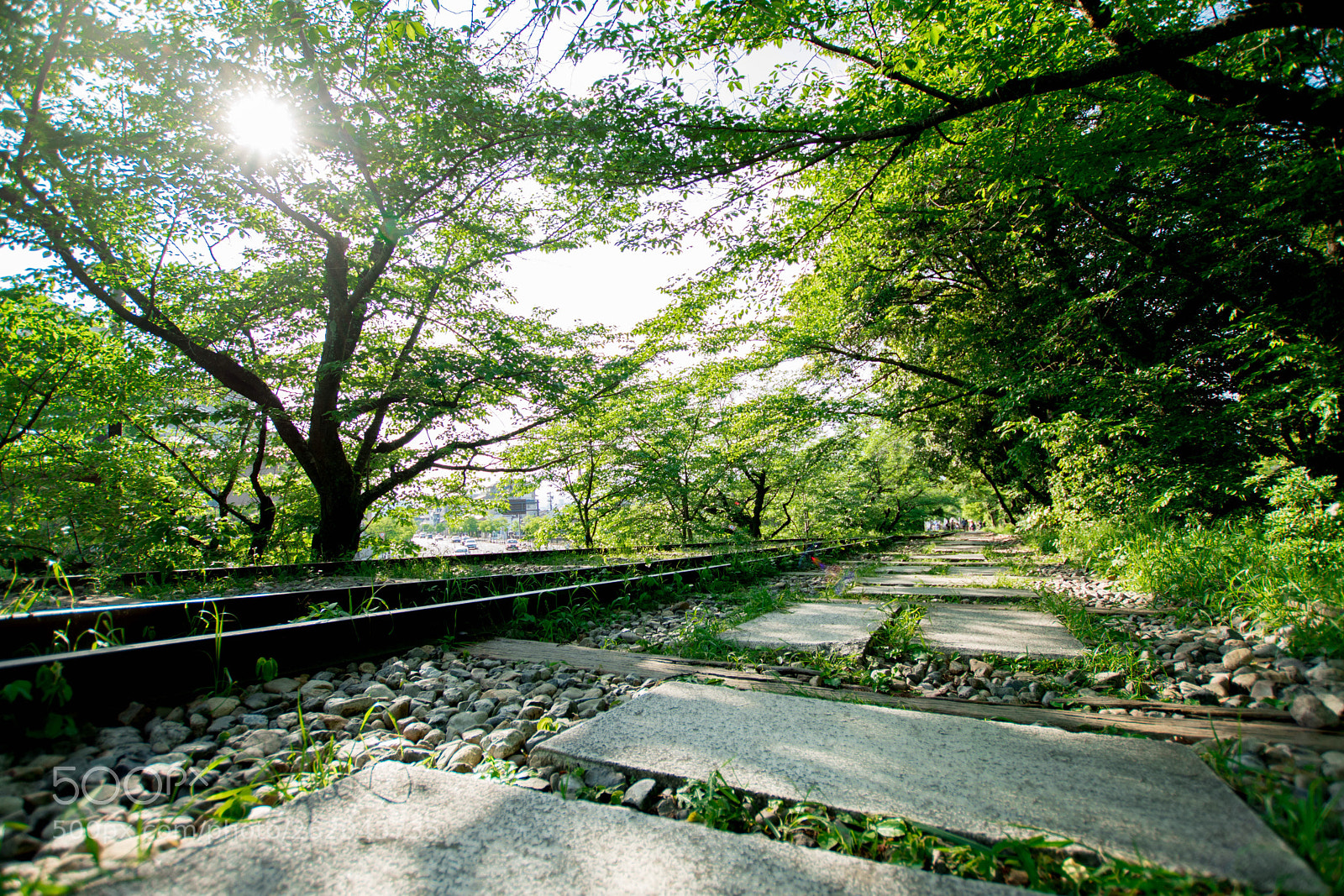 Nikon D5500 sample photo. A sign of summer photography