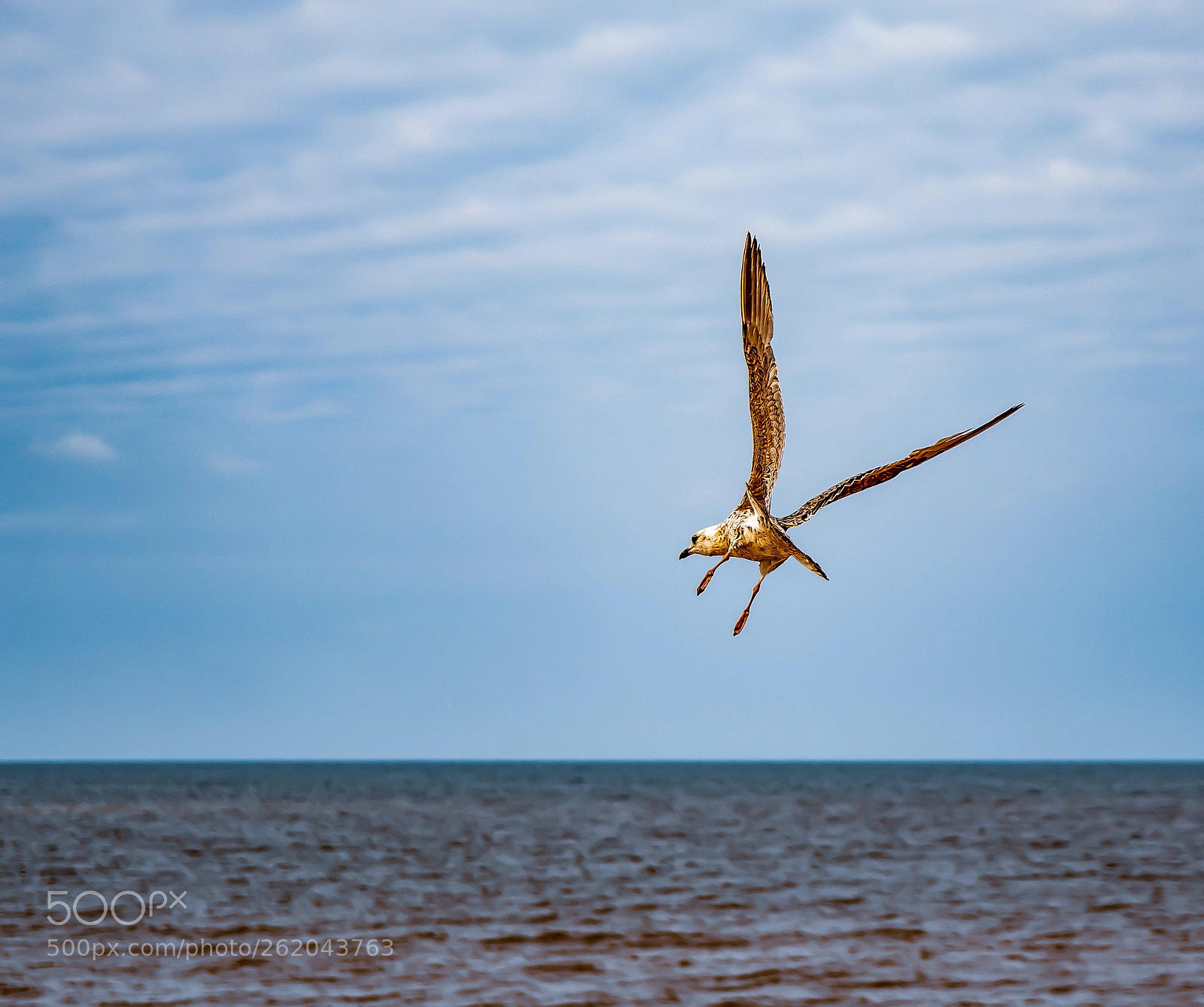Nikon D5500 sample photo. Blowing in the wind photography