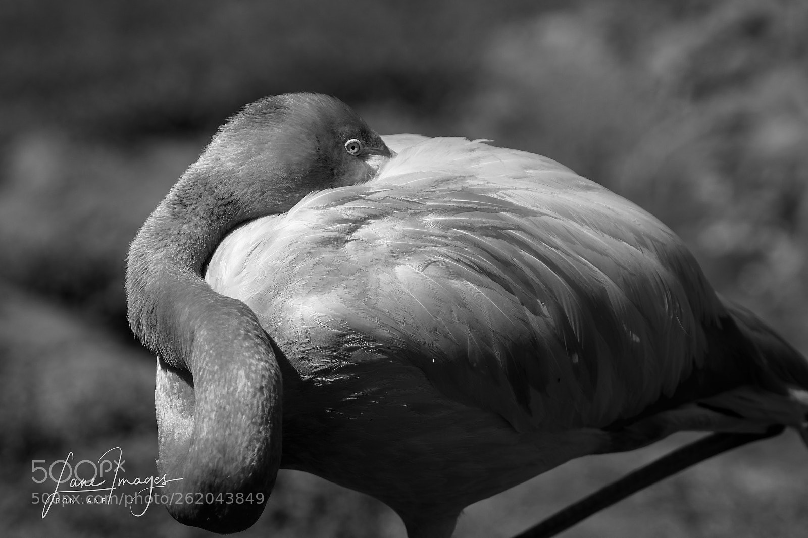 Canon EOS 7D Mark II sample photo. Resting flamingo photography